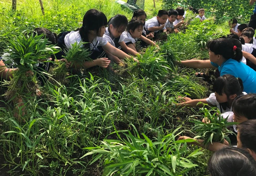 Thu hoạch rau muống